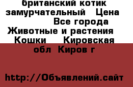 британский котик замурчательный › Цена ­ 12 000 - Все города Животные и растения » Кошки   . Кировская обл.,Киров г.